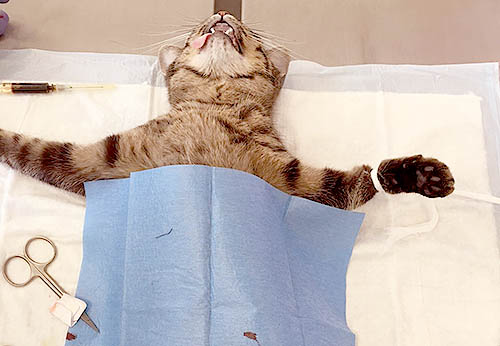 Усыпить кошку вызвать. Перевязка кота после кастрации. Кастрация и стерилизация.